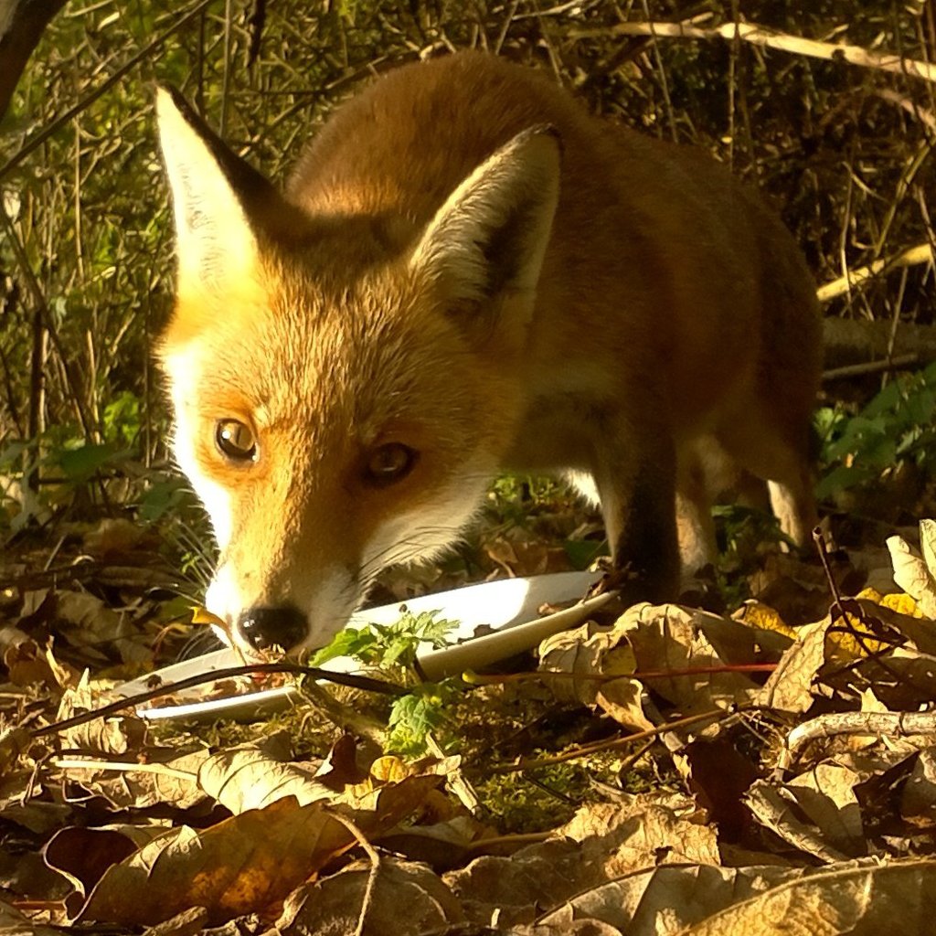 pimoroni-my-naturewatch-wildlife-camera-bausatz-f-r-eine-wildtierkamera-mit-rasp image 3